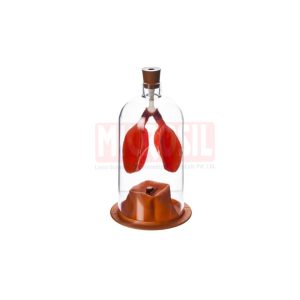 Lung Demonstration Apparatus