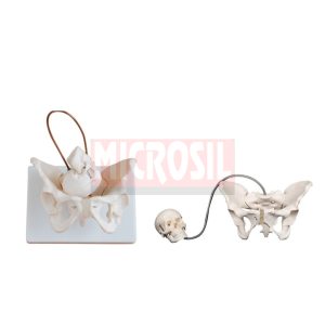 Birth Demonstration Model