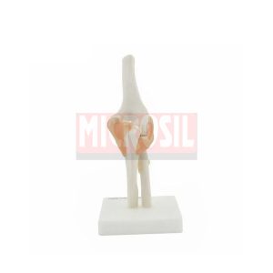 Elbow Joint Model