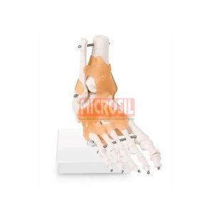 Foot Joint With Ligaments Life Size