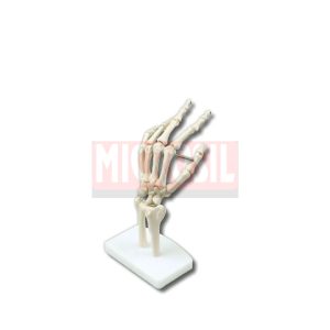 Hand Joint Model