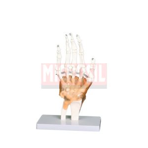 Hand Joint With Ligaments Life Size