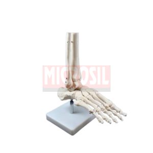 Human Foot Joint Model