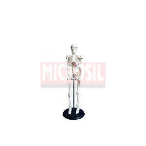 Human Skeleton Model