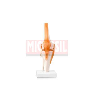 Knee Joint Model