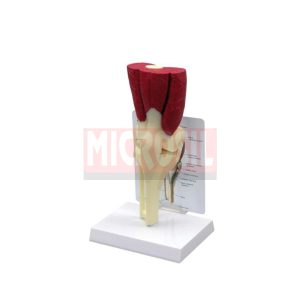 Knee Joint With Muscles