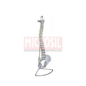 Life Size Human Spinal Column Models