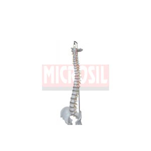 Life Size Human Spinal Vertebral Column Models