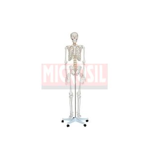 Life Size Skeleton Models