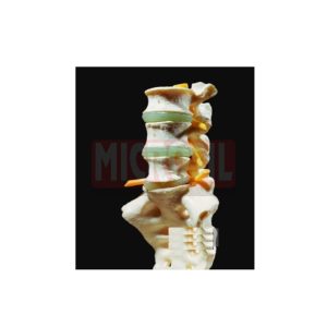 Lumbar Vertebrae With Sacrum Models