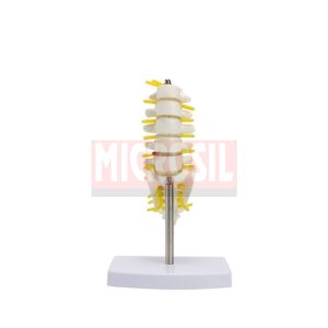 Lumbar With Sacrum Models