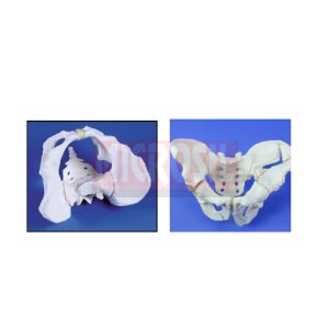 Male Pelvis Model