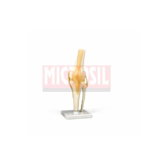 Mini Knee Joint Model