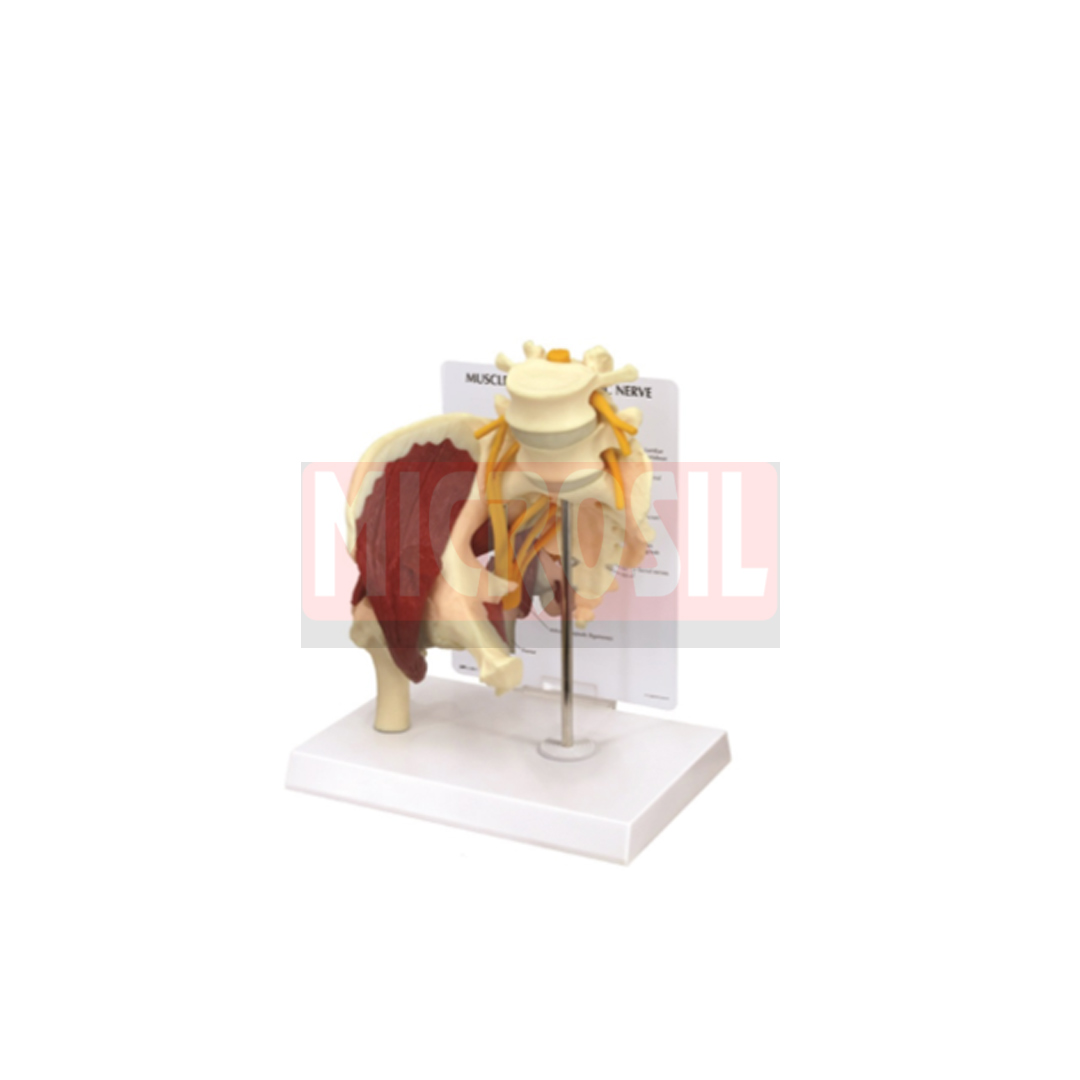 Muscled Hip With Sciatic Nerve Models