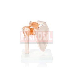 Shoulder Joint Model