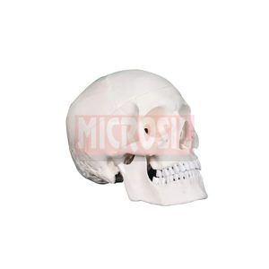 Skull Model